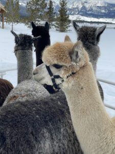 Lexus photoshoot Alpacas as props Sweet Valley Alpacas Idaho Fish and Game regulations Unique animal props Creative solutions in photography Wildlife-friendly photoshoots