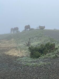 Ariat English Countryside Nicasio photoshoot Josh LaCunha photographer English countryside fashion Mystic beauty photoshoot Rolling hills and fog photography Ariat countryside lifestyle