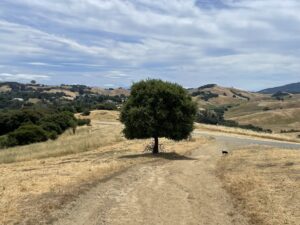 Ariat English Countryside Nicasio photoshoot Josh LaCunha photographer English countryside fashion Mystic beauty photoshoot Rolling hills and fog photography Ariat countryside lifestyle