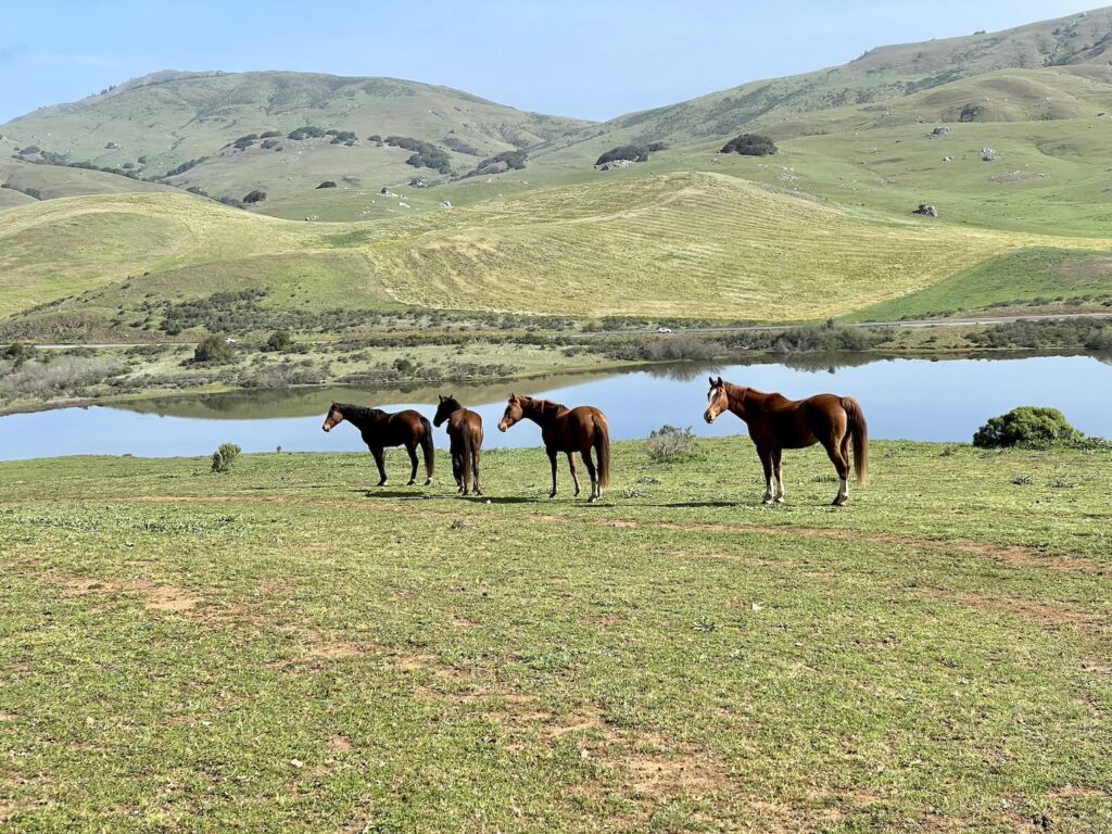 Ariat English Countryside Nicasio photoshoot Josh LaCunha photographer English countryside fashion Mystic beauty photoshoot Rolling hills and fog photography Ariat countryside lifestyle